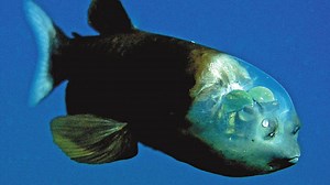 Observé dans les abysses, ce poisson au crâne transparent intrigue les chercheurs