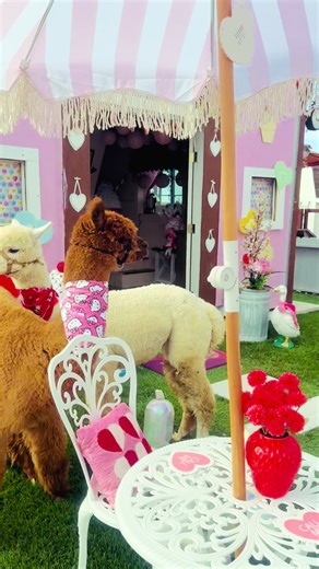 Love is in the air at #AlpaquitaRanch 💕 #RGV #fyp #956 #alpacafarm | alpaca