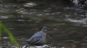 Water ouzel American Dipper - water ouzel - the only song bird that swims underwater. The American dipper (Cinclus mexicanus), also known as a water ouzel, is a semiaquatic bird species native to western North America and parts of Central America. Friday 30 January 2026 and I had a mission today! To find and film the “water ouzel”. I woke early and drove out to Hope BC 🇨🇦 in the early dark dawn and pouring rain to search the Coquihalla river where I often see Dippers! It’s rushing waters in th
