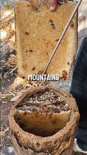 How China’s Honey Farming Secret is Making Millions