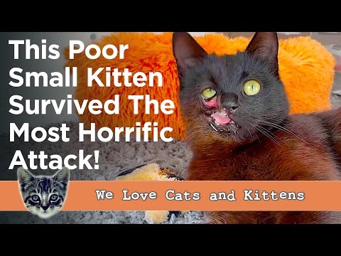 This Cat's Story Will Break Your Heart 💔 (But It Has A Happy Ending)...