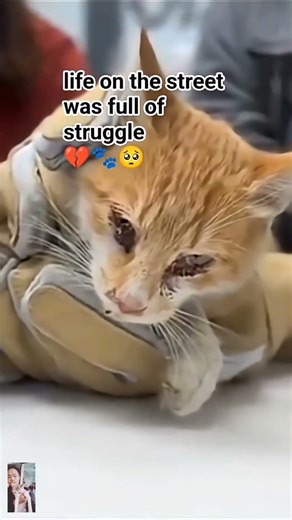 Life on the Street: Cat Shares Struggles and Triumphs. #StrayCat #AnimalRescue #CatDocumentary #cat