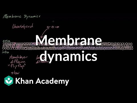 Membrane dynamics | Cells | MCAT | Khan Academy