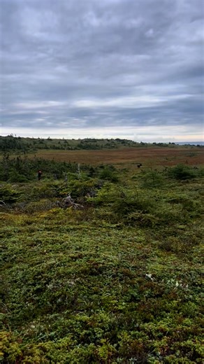 Moose Hunting 🫎 This time of year as the fishing season ends besides certain areas for sea-run brown trout & rainbow trout around Newfoundland & our Live Bait business, Uplands Bait ‘n’ Tackle slows down. We start the hunting season with our moose hunt 🫎 This is a video from the opening day last year, we weren’t 1 hour in the woods before knocking this one down. We haven’t been so lucky this year with two days in & lots of moose sightings, 7-10 each day but none in a reasonable area to shoot. 