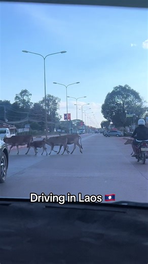 Driving in Laos: Navigating Cow Crossings