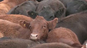Brazil surpasses US as top beef producer