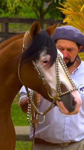 PROGRAMA CAVALOS on Instagram: "LEILÃO GENÉTICA LIBERDADE HOJE À NOITE! 28 de agosto, quinta-feira -20h Esteio- RS a EXPOINTER Leiloeira @gsremates TRANSMISSÃO @programacavalos Entrada pelo estacionamento geral do parque, ao lado da entrada do portão 15. Não será cobrado ingresso. #estancialiberdade #estamarcatemraça #cavalos #cavalosminhapaixão #cavalocrioulooficial #programacavalos"