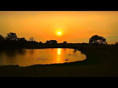 Crickets At Night | Soothing Night Sounds For Sleeping | 8 Hrs Of Crickets & Cicadas Chirping