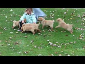 Yellow Lab Puppies For Sale