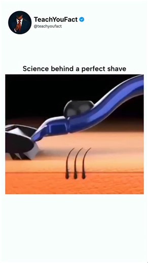 teachyoufact on Instagram: "This post shares a 13-second animated video illustrating how multi-blade razors cut hair progressively closer to the skin for a smoother shave, using simple cross-sections of follicles. The video's educational format on grooming science has driven over 1.1 million views and sparked 298 replies, many humorously referencing the debunked myth that shaving causes thicker regrowth. Scientific consensus from sources like Mayo Clinic and Cleveland Clinic confirms shaving doe
