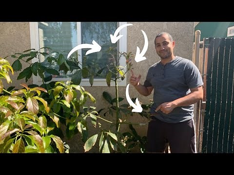 How to Graft Avocado Trees Step by Step! 4 Varieties on 1 Tree!