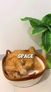 Tired of replacing cat beds that just don't work? Most products can't hold your cat's scent, leading to destroyed furniture! Introducing the Instinct Basket: a game-changing bed that lets cats mark their territory for good. Say goodbye to ruined sofas and hello to blissful coexistence! | Stimulicat