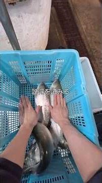 魚屋が見てる世界 -マスの逆襲-