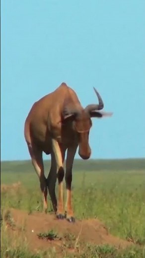 A Topi African Antelope Sounds | A Topi African Antelope On Top Of An Anthill