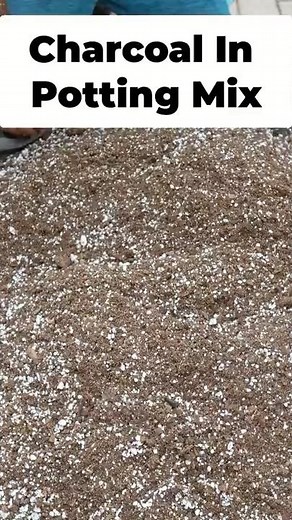 DIY Mineral-Rich Potting Mix for Citrus Trees