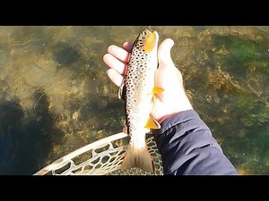 Fly Fishing Spring Creek, PA, " THE MORNING BITE, THE AFTERNOON LULL"
