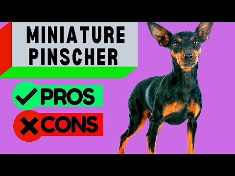 Miniature Pinscher Pros and Cons / Including Min Pin Barking Problems / Should you get One!