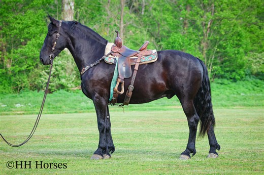 REAL GENTLE, PLEASANTLY PLUMP, QUIET NATURED BLACK FRIESIAN PERCHERON CROSSBRED GELDING, EASY TO RIDE For Sale in Fleming, Kentucky, United States of America |