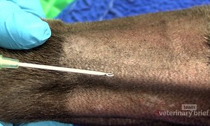 Skills for Veterinary Nurses: IV Catheter Placement