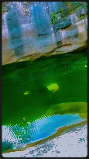 Underwater Swimming in a Crystal Clear Water | Clearest Water Ever? Watch This! 👇 #NatureVibes