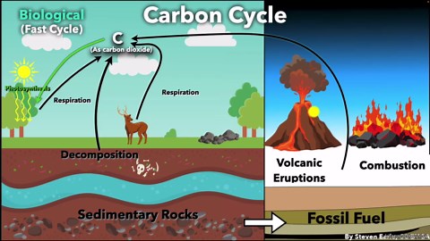 The carbon cycle