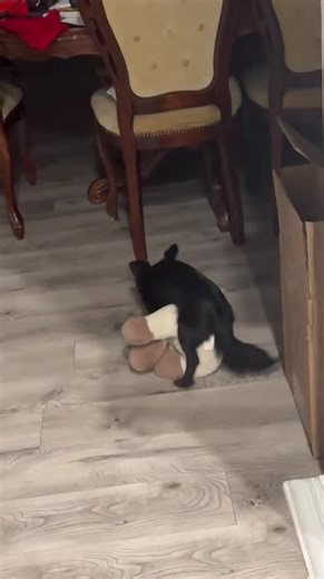 Black Dog Humps Stuffed Animal