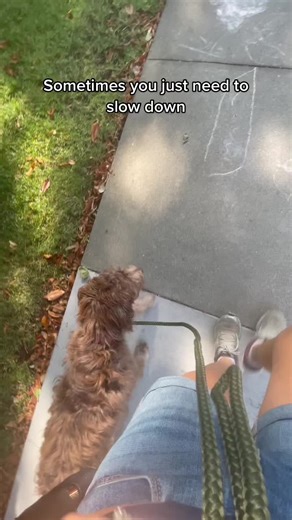 Border Collie x Poodle Mix Training Tips