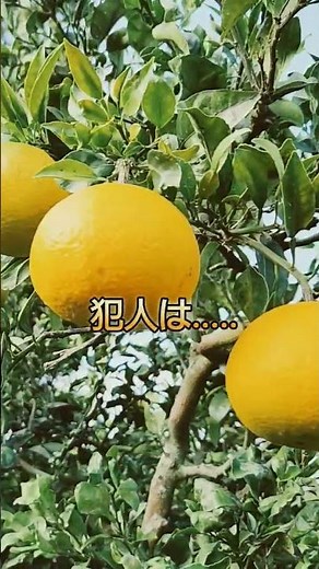 🍊みかん🍊痛んでいる🍊が沢山!原因は大量発生のあの虫のせい!