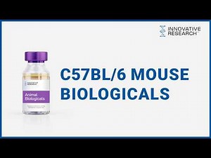 Why are C57 Mouse Biologicals so Important for In Vitro Research Applications? | Innovative Research
