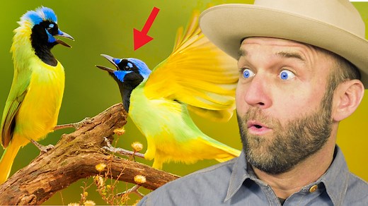 It's a bird...it's a plane...it's...oh it really is a bird! We head to the Sabal Palm Sanctuary in Brownsville, TX for possibly the best birding experience in Texas. This 557 acre nature reserve is a hot spot for birding and one of the most beautiful and serene ecosystems in the Rio Grand Valley. Watch full episode 👉 https://thedaytripper.com/episodes/brownsville-tx/ | The Daytripper