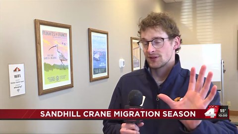 Sandhill crane migration season in full swing