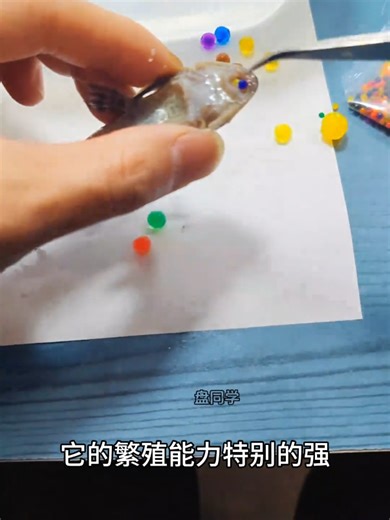 开饭#fyp #you #cute ##insects #tribulation | insects