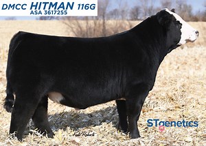 Sired by the now-deceased Pays To Believe and backed by a full sister to Loaded Up, HITMAN has power in his blood. Both sides of his pedigree are stacked with show ring success, powerful donor females, and heavily used stud bulls. His first offspring are high-quality and will be standouts within the show ring, but if they stay true to pedigree will hold the most value in production. If you're attending the AJSA National Classic this week then find our East Central Regional Manager, Dean Klahr, a
