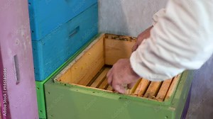 Harvest of honey on big apiary. Beekeeper putting empty frames after honey extraction machine to the hive