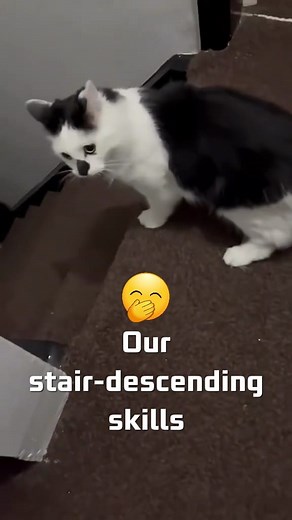 Our technique for descending stairs✨️😂 | Alex Cattery House