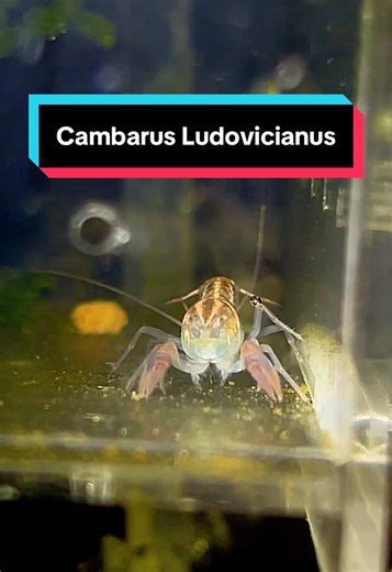 Cambarus Ludovicianus ( Devil crayfish ) ✅ลูโด้✅ #crayfishwatermarkfarmTH #devil_crayfish #กุ้งเครฟิช