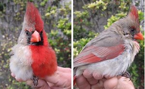 Rare red and white cardinals spotted in central Texas