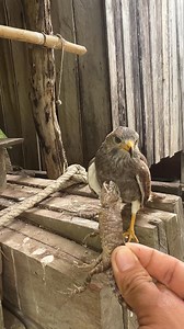 Eagle 🦅🦅 amazing eating moment #eaglepasstexas #Eagles #EaglesNation #EaglePride #EaglePass #birdsofinstagram #birdsoftiktok #birdsofafeather #birdsofprey | wildlife park