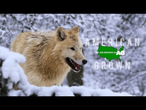 American Grown: My Job Depends on Ag | Sierra Valley Wolves Part 2 [4K]