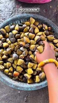 Benefits of using clam shells or oyster shells, it contains Calcium Carbonate
