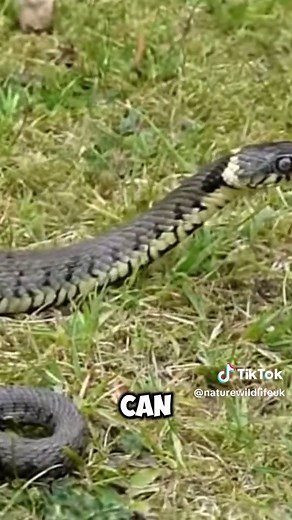 3 Snakes Found in the UK: Smooth, Adder, and Grass Snake