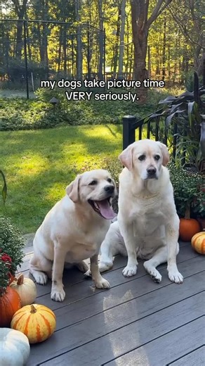 juliet siegel on Instagram: "clocking in for work #dogs #labs #yellowlabrador #dog"