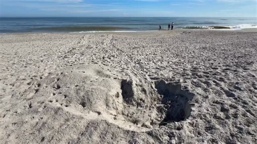When Nature Speaks… We Listen. A Late-Season Green Turtle Nesting 🐢💫 Reposted: @joellikestophoto @seaturtleps Wowsa! A green sea turtle nested in Indialantic last night! Is that late? Yeah that’s pretty late! When will hatchlings emerge? Well if all goes well, approximately 55–70 days later, which is late January or potentially late February. Should I keep my lights off even though the turtle lighting law ended on October 31st? Well if you care about sea turtles, birds, and the natural world i