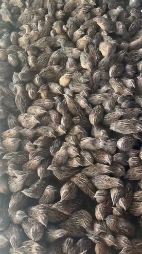 Quail 30 days ready for sale mashallaha plz watch and subscribe my channel thanks