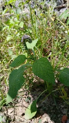 சிறு தேள் கொடுக்கு (Heliotropium indicum). #shortsviral #nature #gardenplants