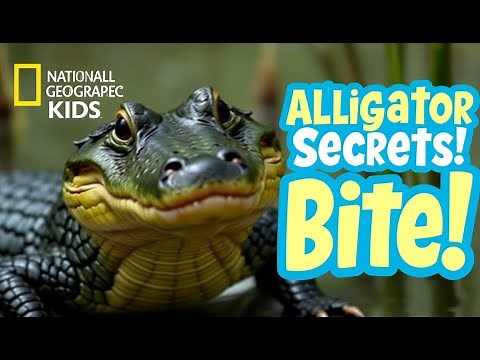 Alligator Adventures : A Snappy Journey with National Geographic Kids