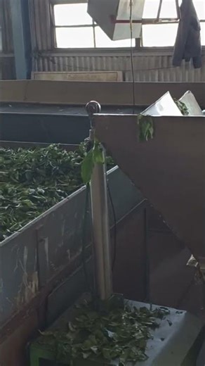 tea powder process in ooty