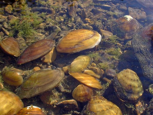 Mighty Mussels of the Mississippi River — Mississippi Park Connection