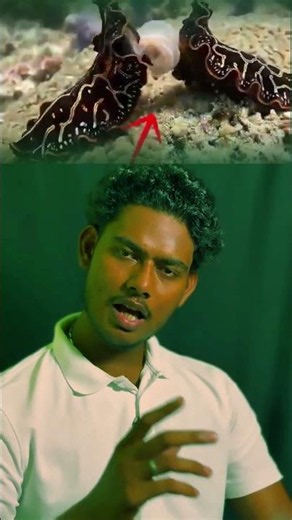 This Animal Fights With Its Penis to Reproduce 😳
