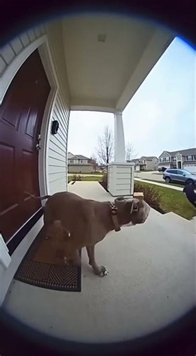 Trapbox Channel – Catching Package Thieves in the Act